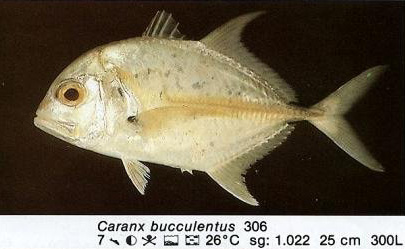 Caranx bucculentus
